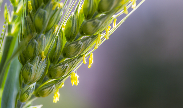 原创小麦是白天开花还是晚上开花开花期如何管理能保花促高产