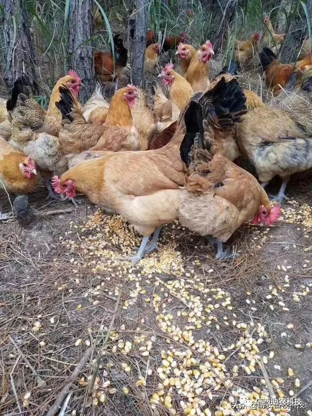 如何提高土鸡卖相和肉品质?这样做能毛色光顺靓丽肉品质土味十足_饲料