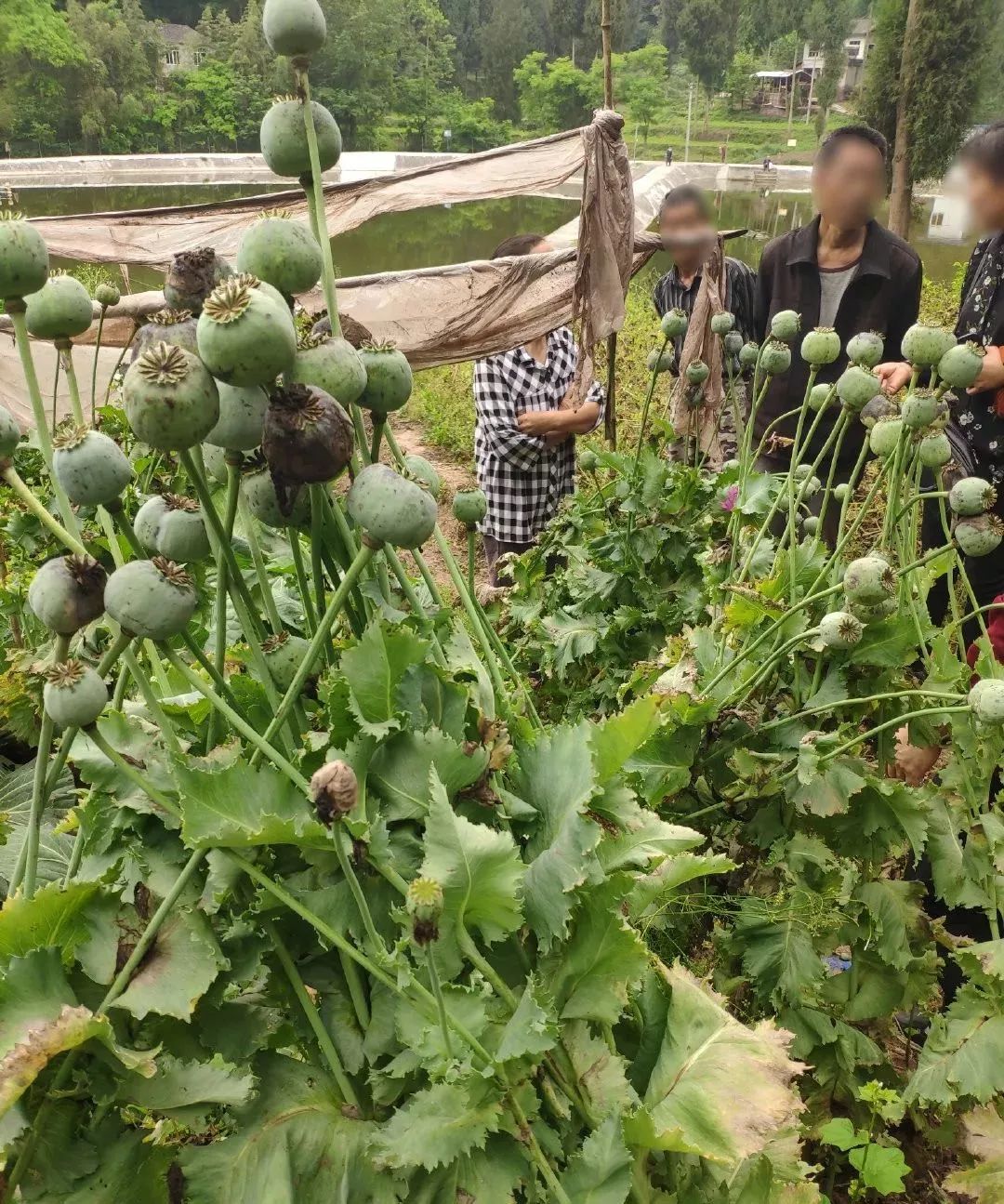 渠縣板橋鎮村民雷某在自家田地裡種植毒品原植物罌粟,接警後,民警立馬