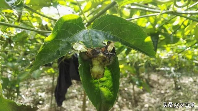 百香果落花落果原因及保花保果措施