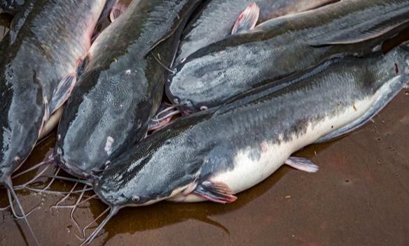 原创你知道世界上最难吃的鱼是什么鱼?