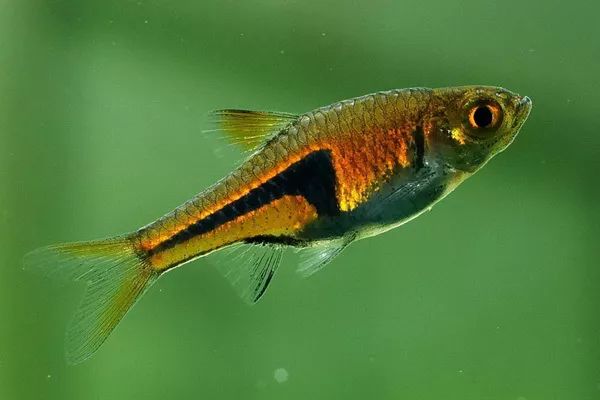 每日一鱼 | 金三角灯鱼,身上有一个镰刀状的三角形