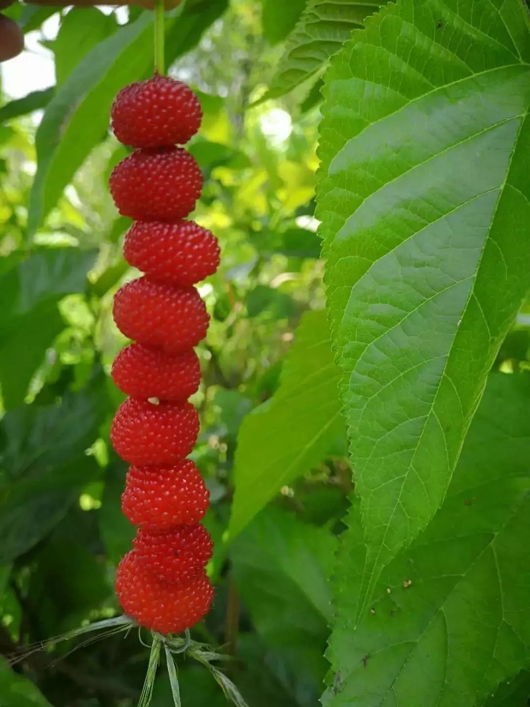 夏初与梦果子的一期一会