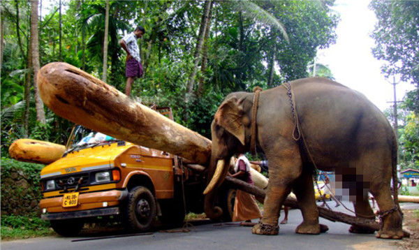 大象被当做起重机用生命做机器
