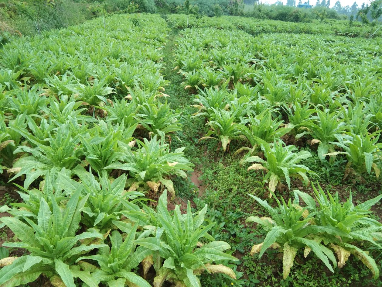 峰城镇高山生态蔬菜莴笋喜获丰收