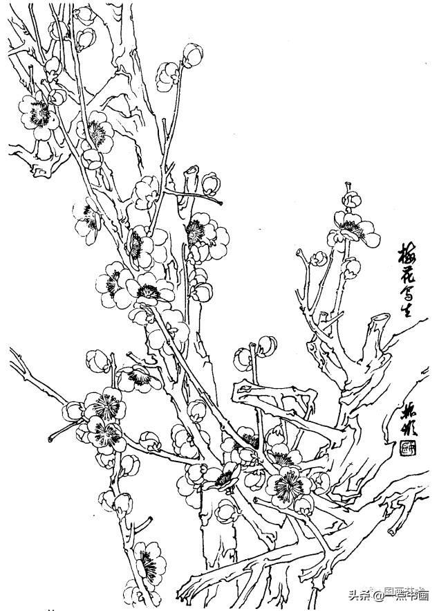 白描花卉图例分享第一辑