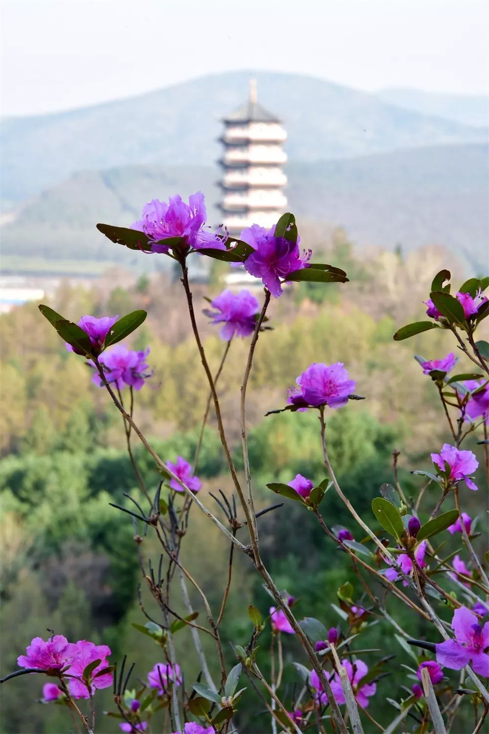 一对鸟儿在悬崖上筑巢,可是因为这里也有一簇达子香,可以衔一瓣花叶