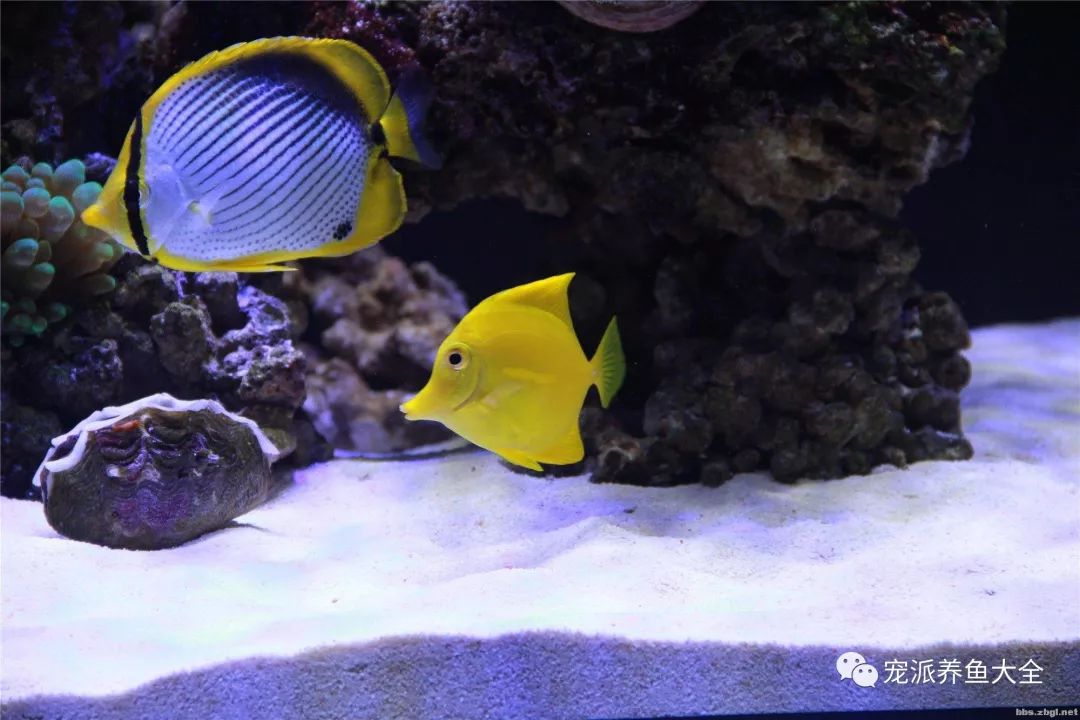 鰩魚寵派養魚大全鰩魚,又稱魔鬼魚,底棲型海水魚的一種,身體扁