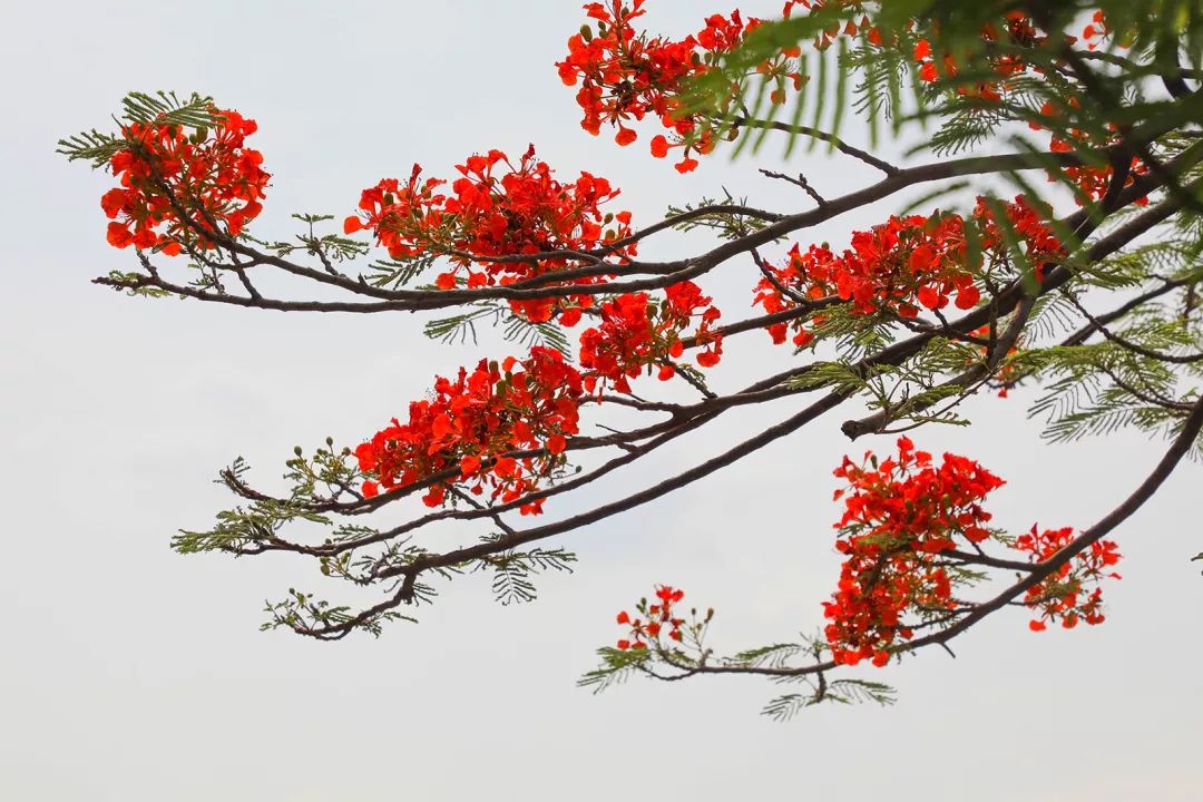 凤凰花开,元江等你来.