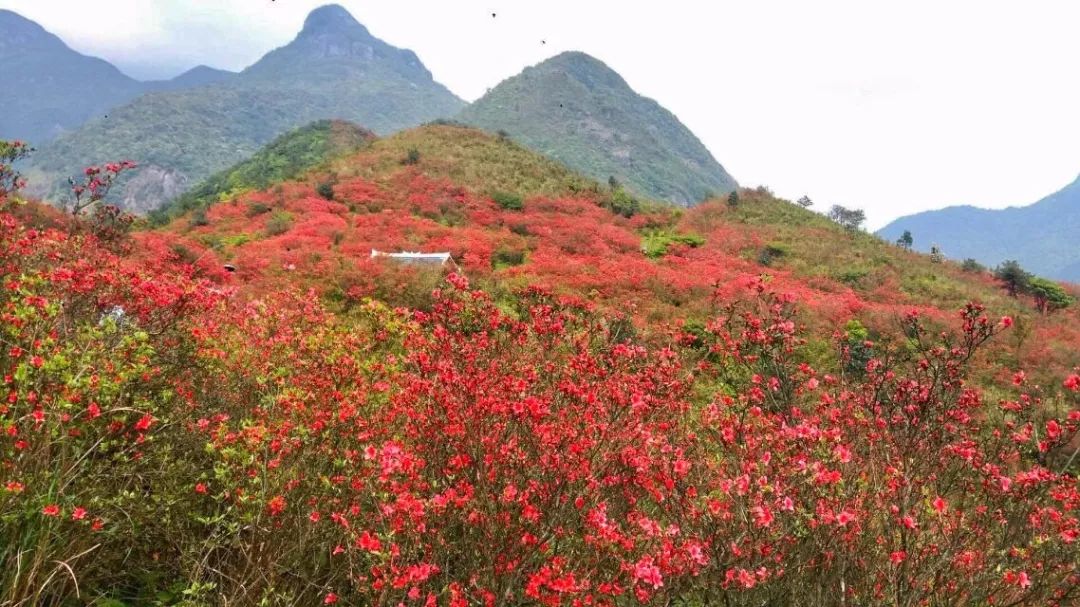 5月10/11/12日(各一期),融水元宝山千亩杜鹃花海一日游