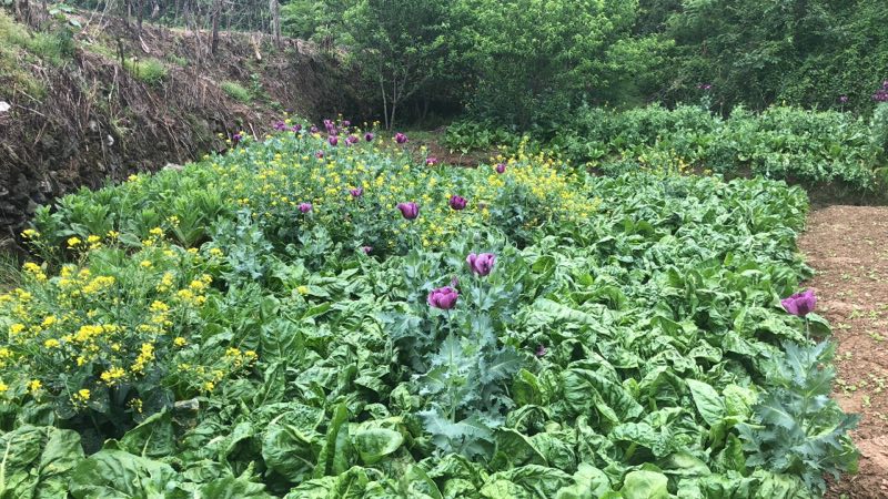 武当山警方利用"无人机"空中扫毒 让罂粟无所遁形