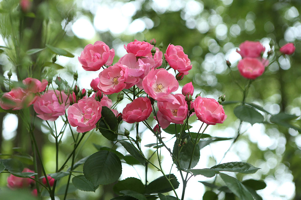 上海街头夏花绚烂登场迷人眼