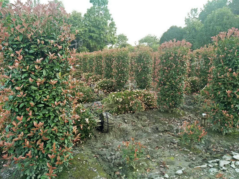 无论是促进红叶石楠的生长还是保持它的造型,修剪都是必须的.