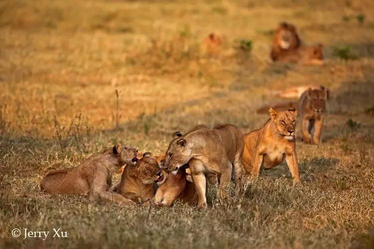 玛莎狮群的三只小奶狮绝对是狮群团宠萌化了