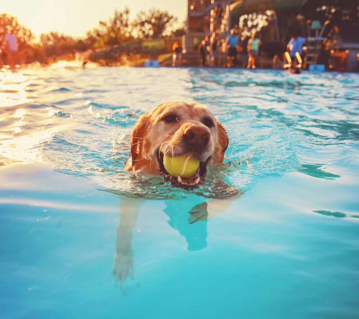 狗狗的训练方法与技巧