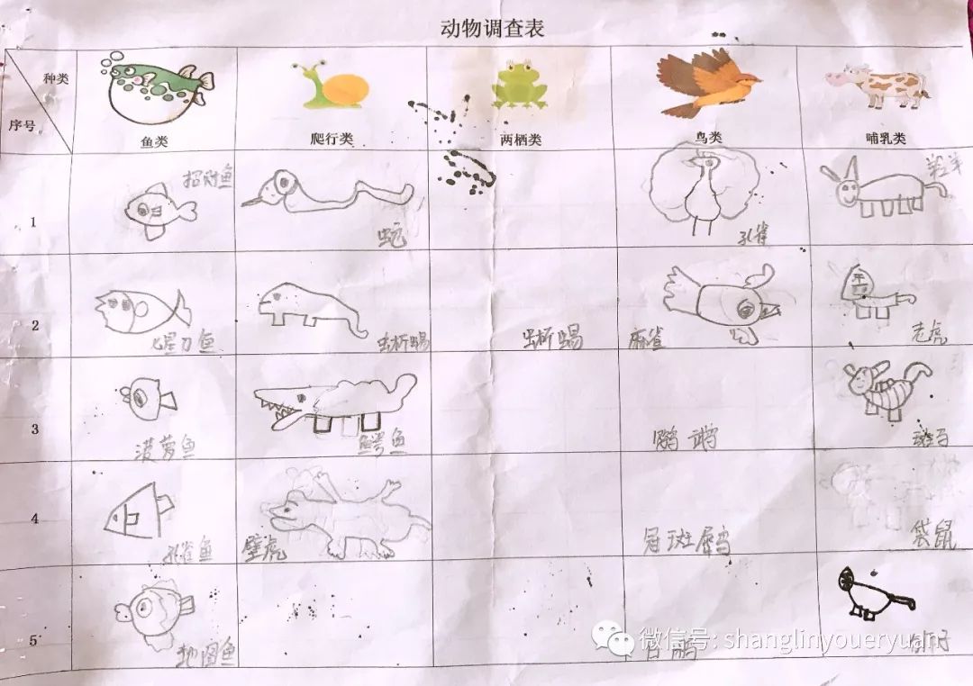 四年级观察动物记录表图片