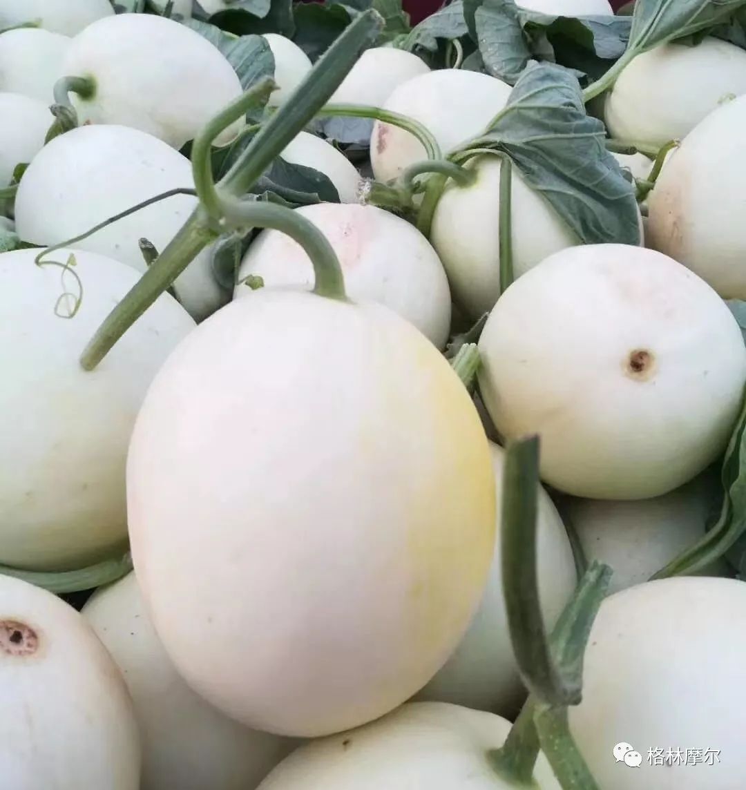 甜如蜜脆如梨童年的香甜全在这颗白糖瓜里