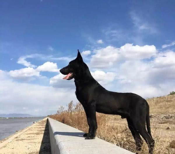 黑狼犬的身上擁有德國牧羊犬一半的基因因此它們智商很高