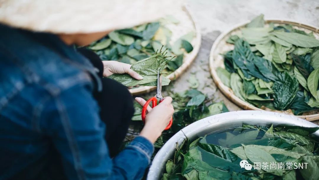 海南的鹧鸪茶这么神奇我猜你肯定不知道