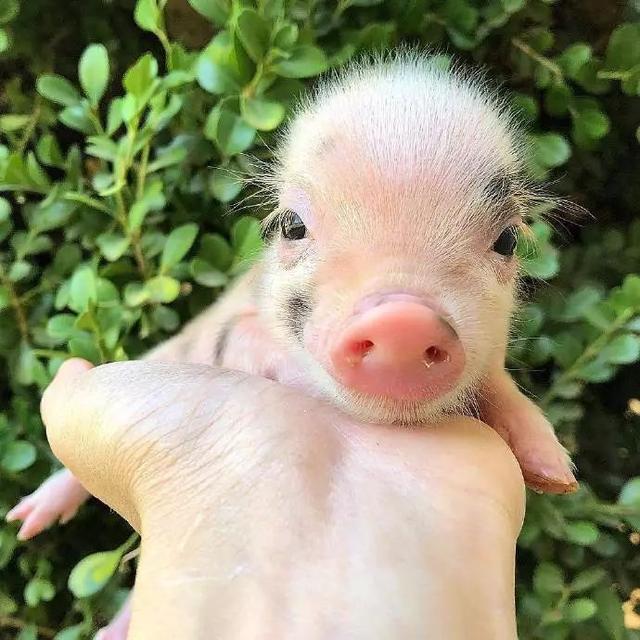 超可爱小小猪表情包