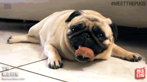 6,狗喘气法狗喘气是一个非常实用的气息练习,可以练肺活量,横膈膜力量