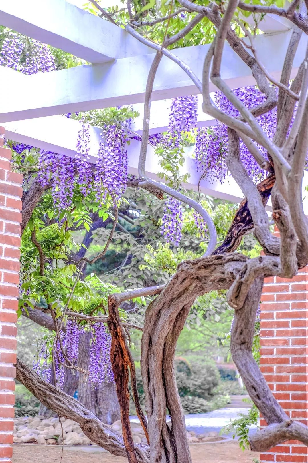 撒上动听的铃音 △图片来源:青岛园林 老来客 摄 花开枝头,青藤缠绕