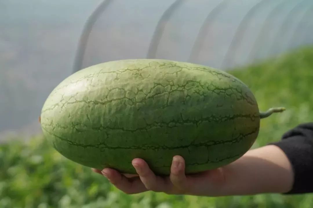 "升级版"三林崩瓜本周日上市啦!一藤一瓜,甜度15!小布送瓜