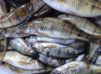 除此之外,从国外进口的水产品,远洋捕捞不受禁渔期影响,比如挪威的