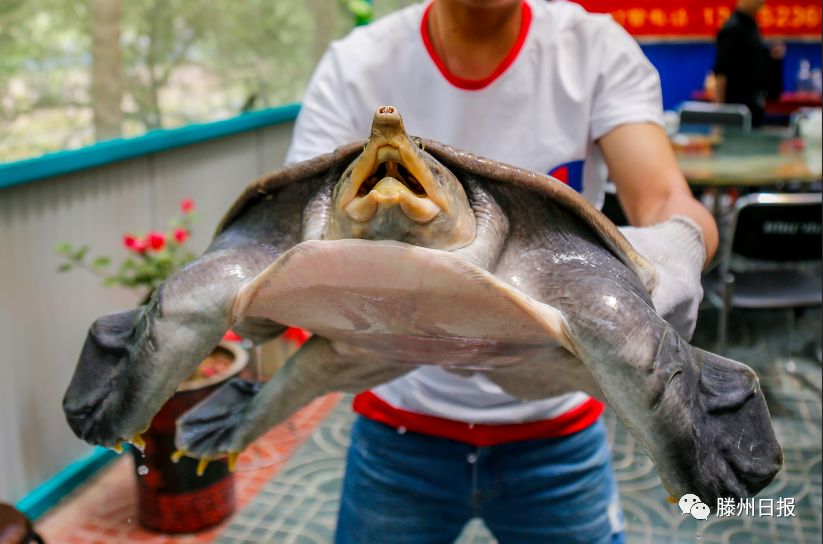 捕甲鱼图片