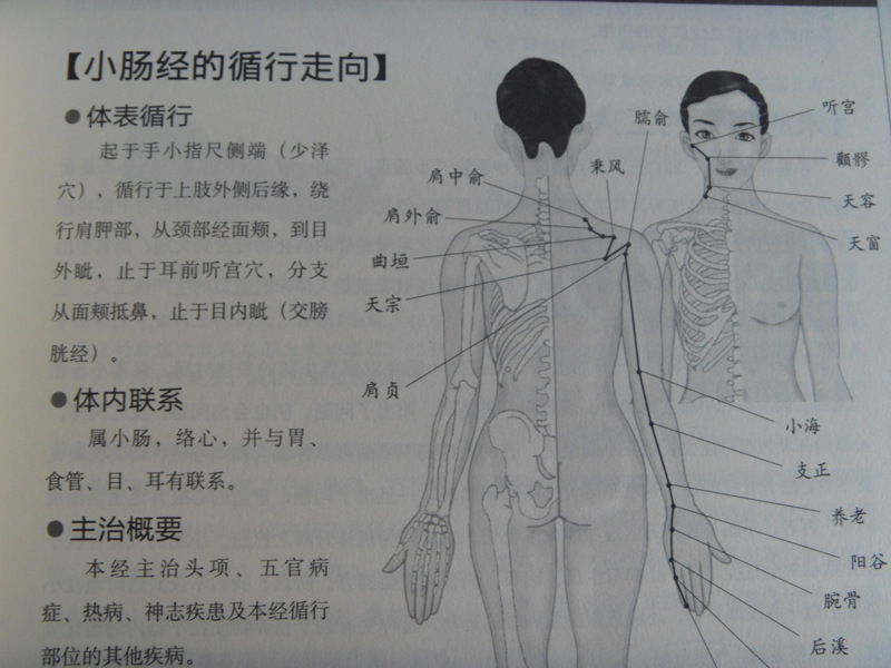 小肠手太阳之脉原文图片