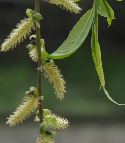 杨柳科几乎都是花单性的雌雄异株植物,花期时,雌株开出雌花,雄株开出