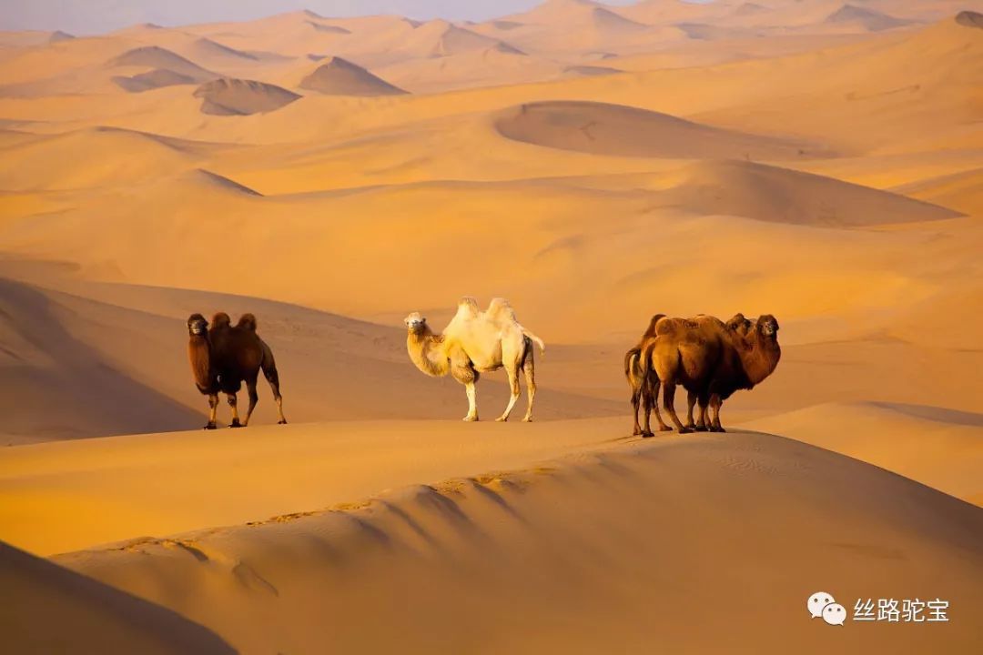 美丽新疆守望归途天边的骆驼