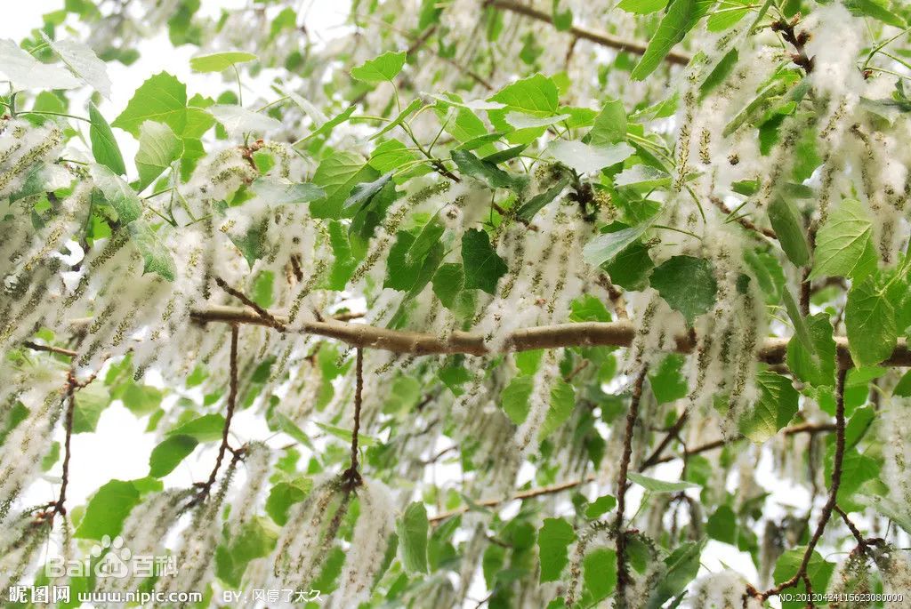 杨树雄花,树花,雌花和雄花_大山谷图库