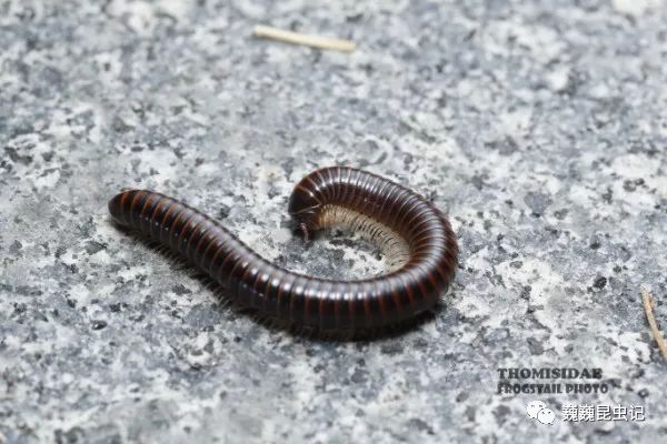 虫趣点滴深圳千足虫图鉴20