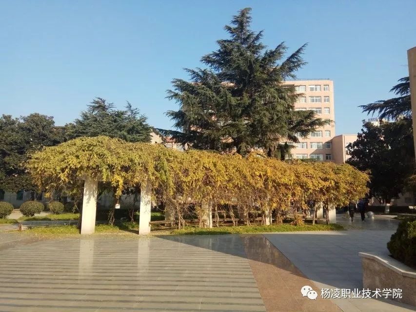 晓夏初立|来自杨职院的"风云变幻"