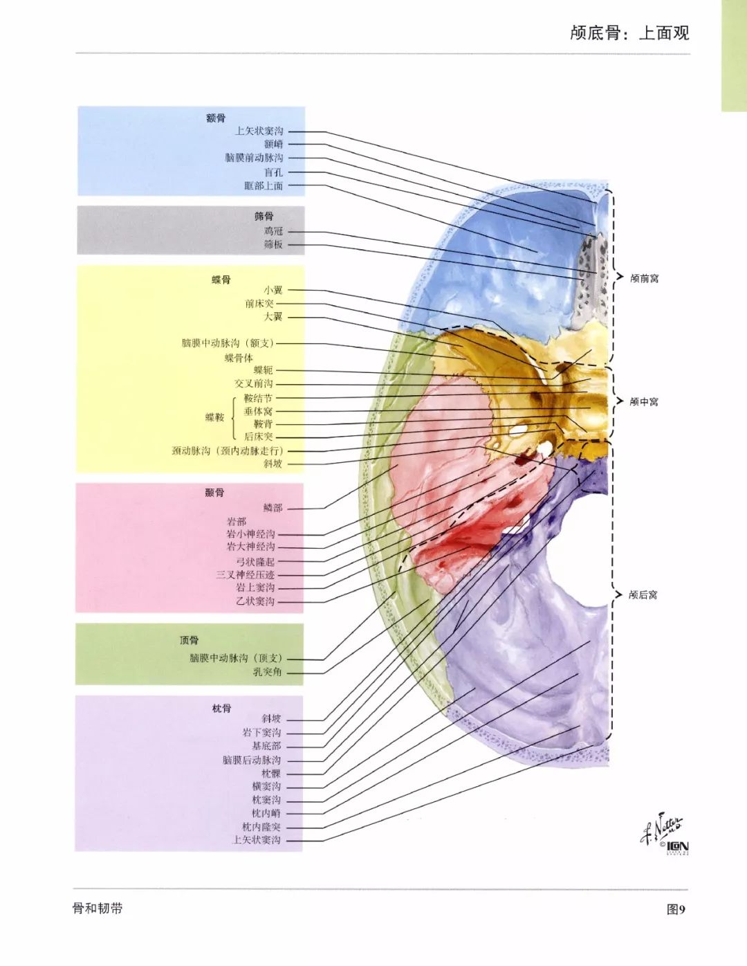 篩孔通鼻嗅絲穿 中窩之中垂體窩,前高後高似蝶鞍 兩側圓孔卵圓孔,棘孔