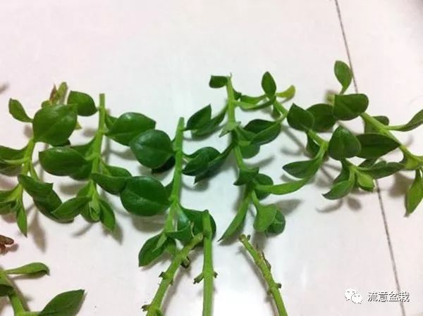 今天给大家分享牡丹吊兰扦插繁殖,简单易学,很容易爆盆,不信你可以试