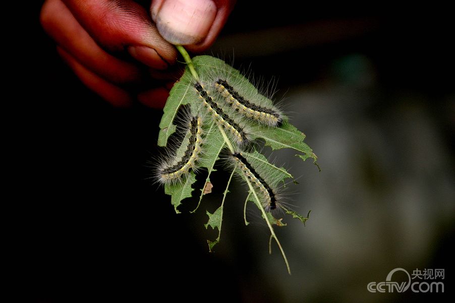 这个生物已经侵入五省,可能马上就会来江西了~~~_夜蛾