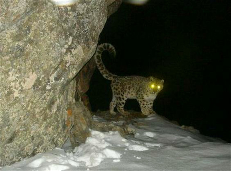 之所以雪豹被意外发现还是因为那双能在夜晚发光的钛合金眼了