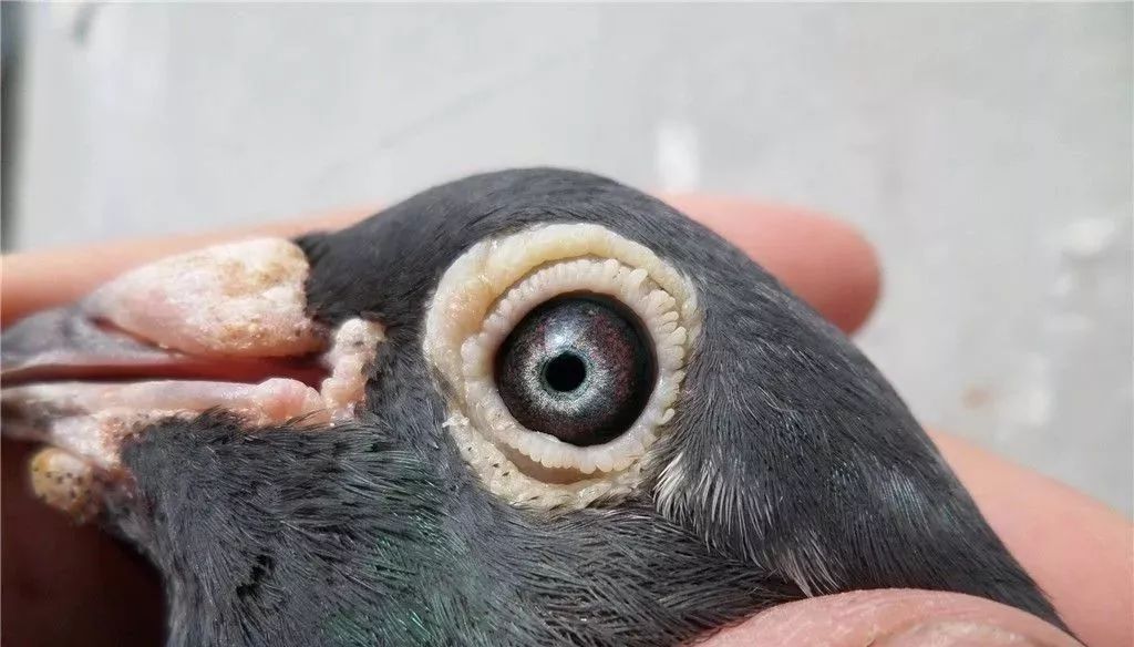 大红沙鸽子眼睛寄生虫图片