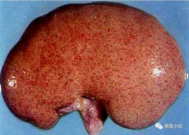 眼观:肾体积肿大,被膜紧张,表面充血,有大红肾之称.