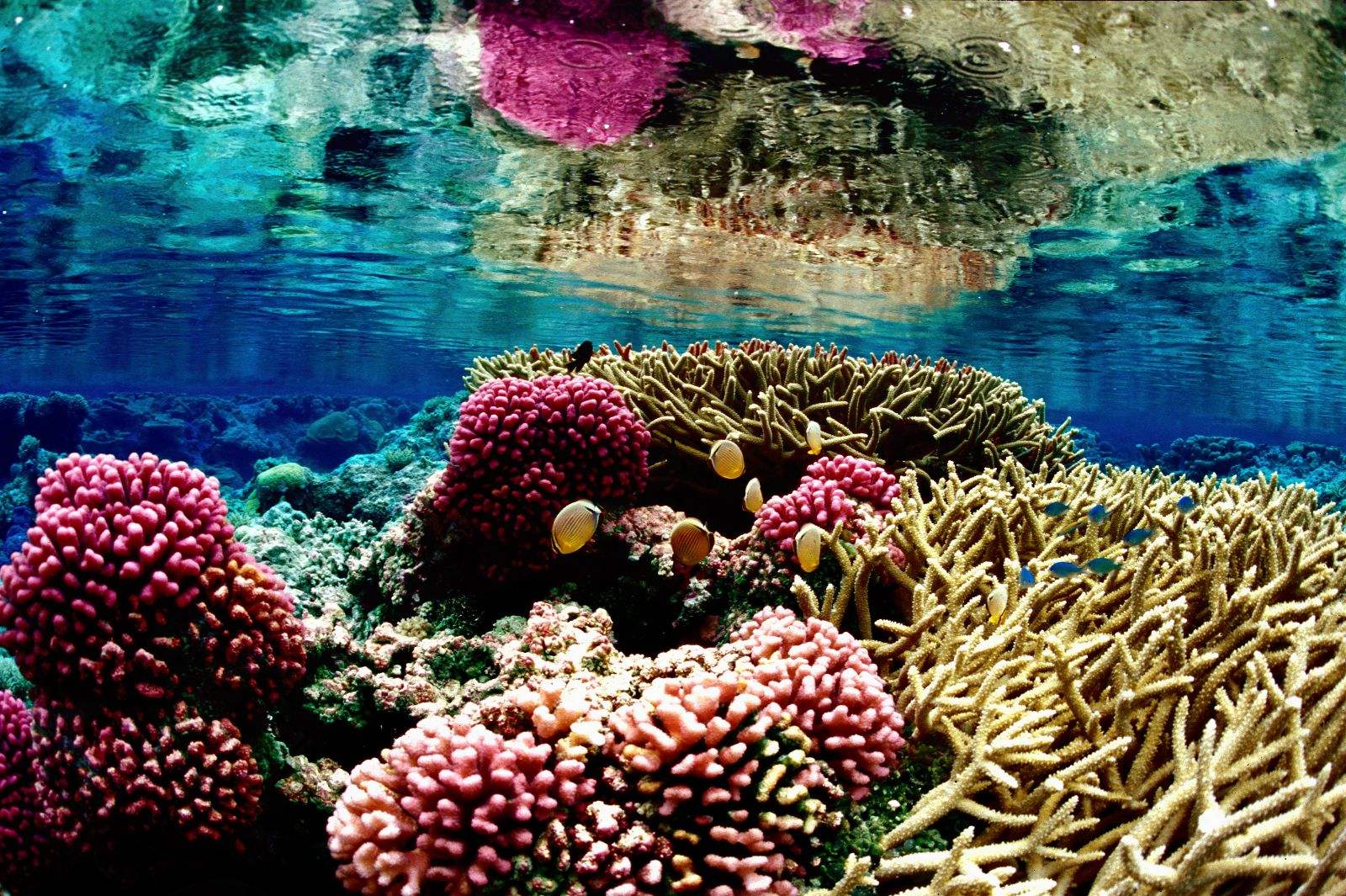 是全球珊瑚种类最多的珊瑚礁群