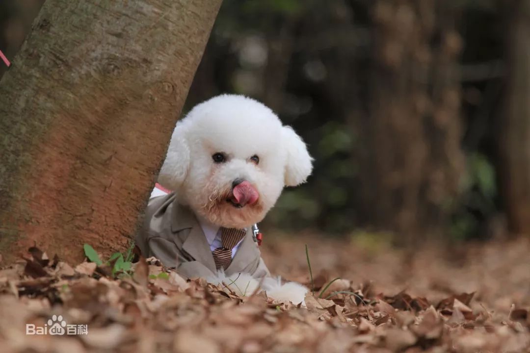 盘点9种体味最轻的狗狗