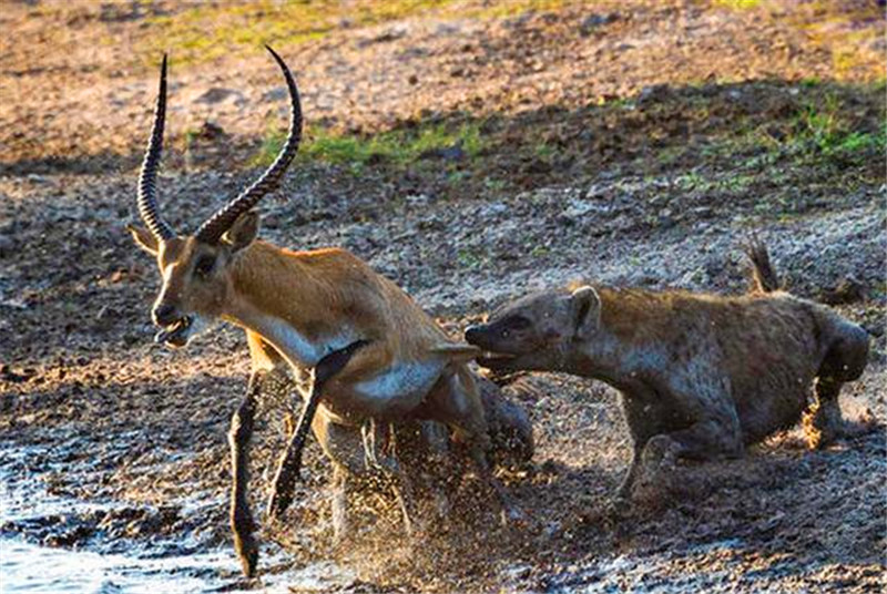 羚羊被野狗追击却跑到了鬣狗的身边被咬住还不断往前跑悲剧