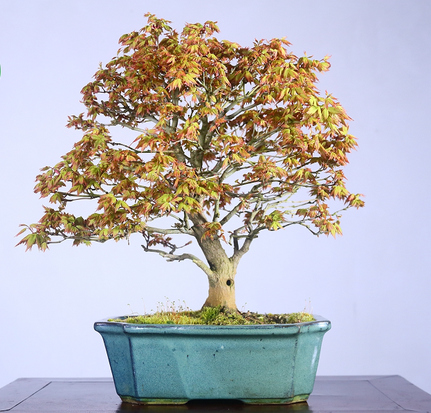 日本鹿岛枫,年功到位,经典的盆景造型!