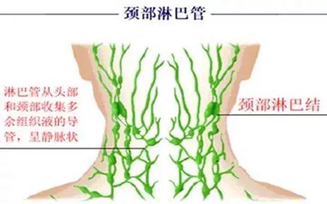 我们健康的是颈部淋巴,腋下淋巴,腹股沟淋巴,它们决定了人体90%的疾病
