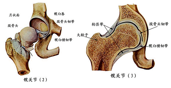 【實用】人體解剖歌訣,果斷收藏