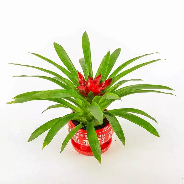 12生肖的幸运盆栽看看什么植物是你的幸运之神