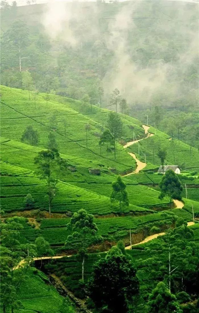 护眼养眼的绿色手机壁纸电脑组装公众号分享