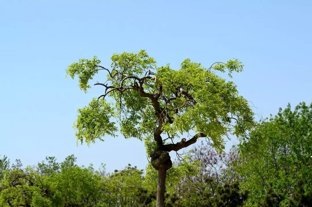 龙爪槐,龙爪槐是国槐的芽变品种,又名垂槐,盘槐,落叶乔木,喜光,稍耐阴